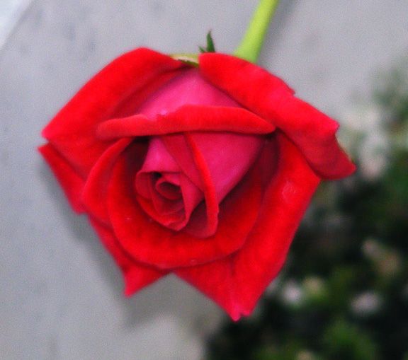 Caliente photo cal2013_08160031_zps38ec66ac.jpg